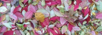 Fall Leaves