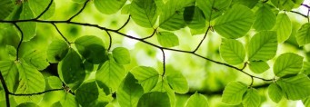 Sun Through Leaves