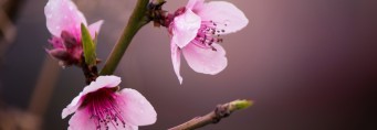 Peach blossoms