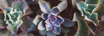 Succulents