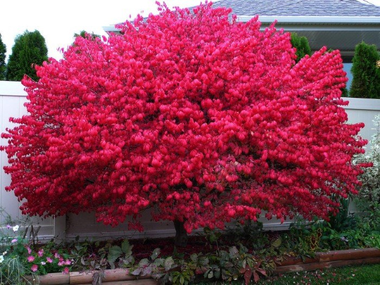 Euonymus alatus