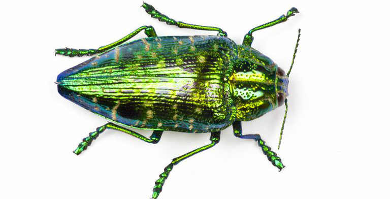 Jewel Beetle