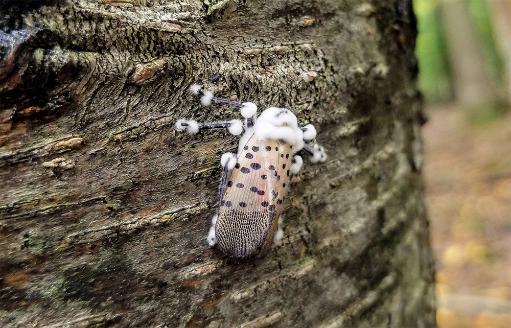 Spotted Lanternfly