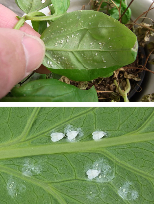 Whiteflies