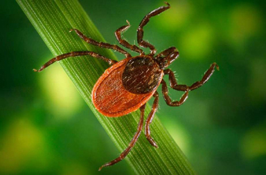 Tick