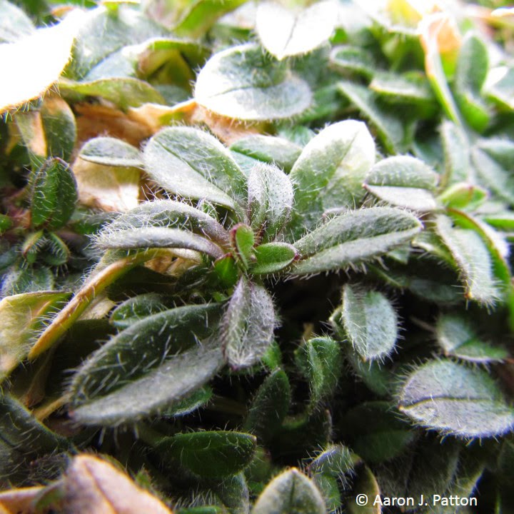 Chickweed