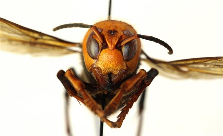 Asian Giant hornet