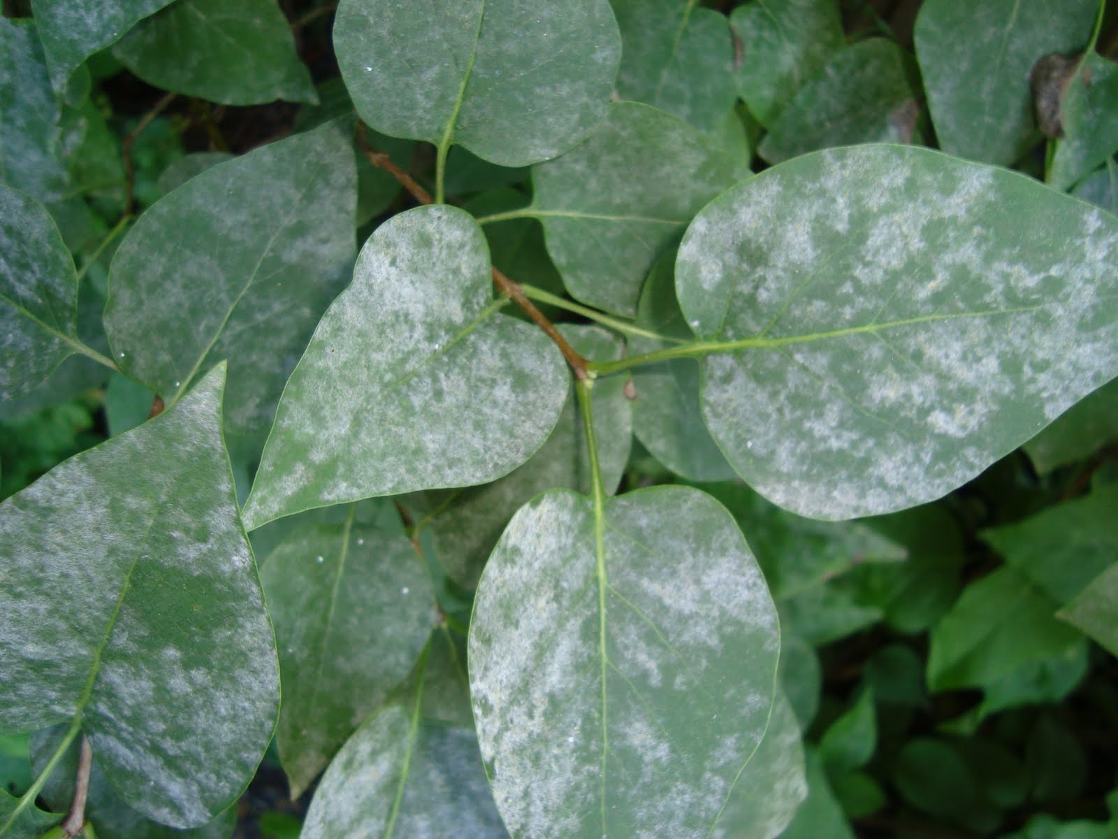 Powdery Mildew